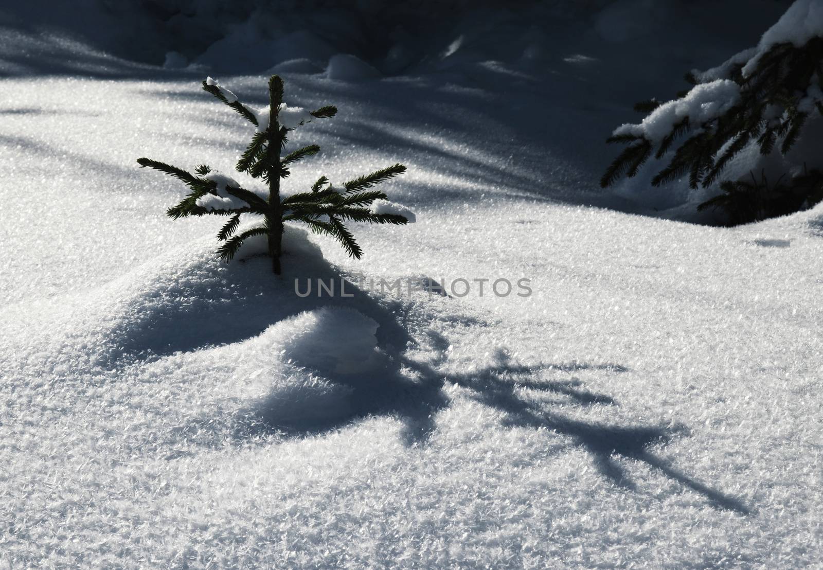 nature seasonal background a small snowy tree with a shadow