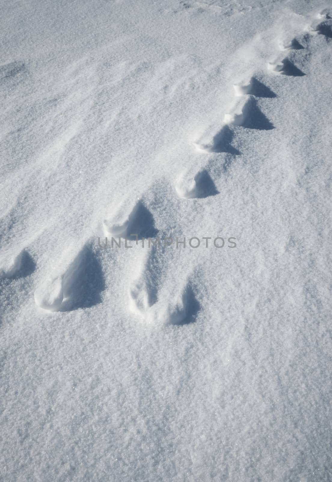 shadows animal tracks in the snow by Ahojdoma