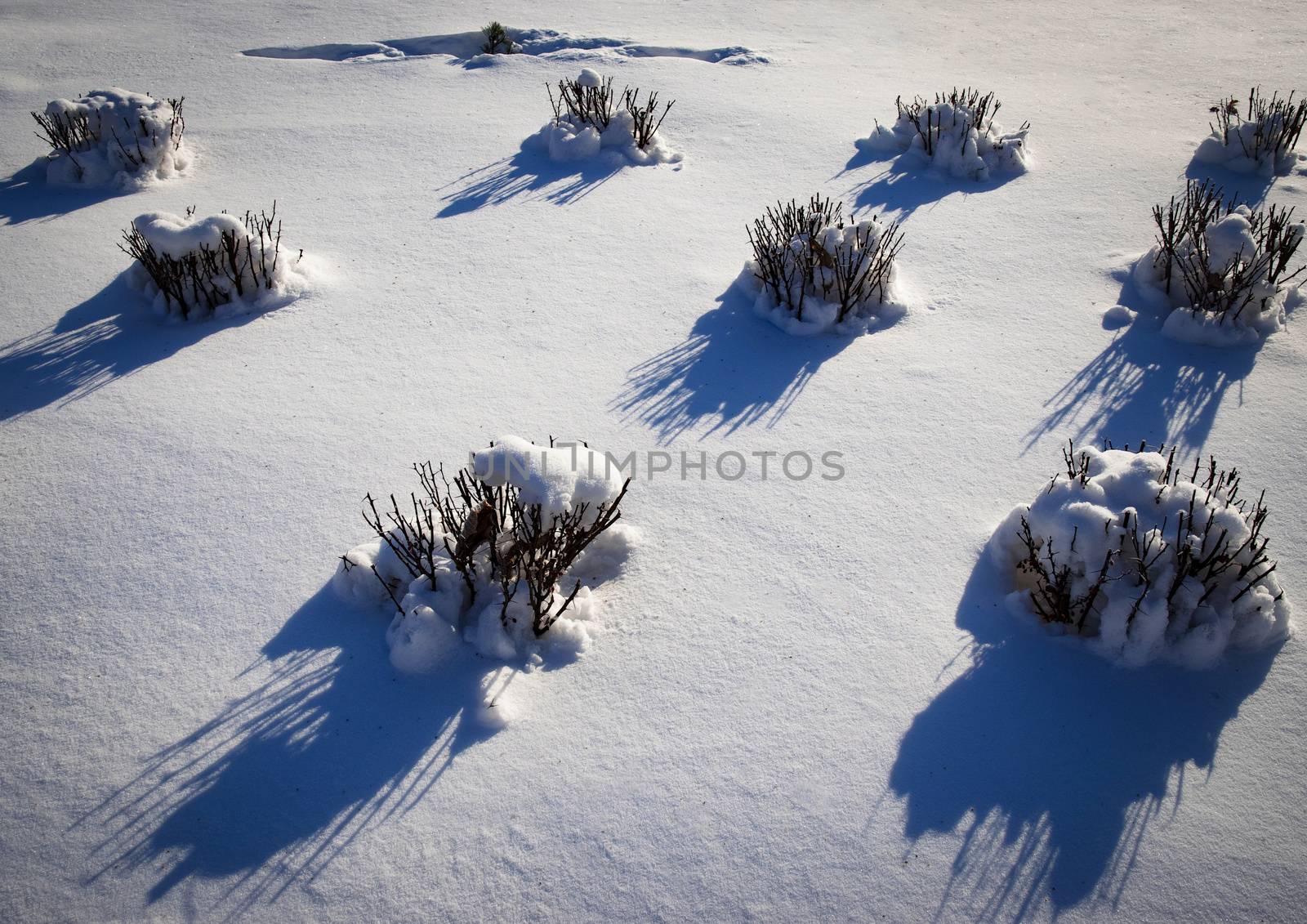 Park bushes covered with snow by Ahojdoma