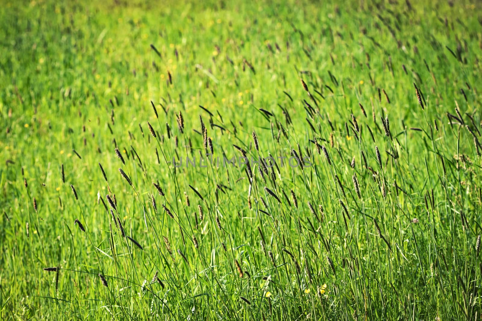 seasonal with green grass and blurred background