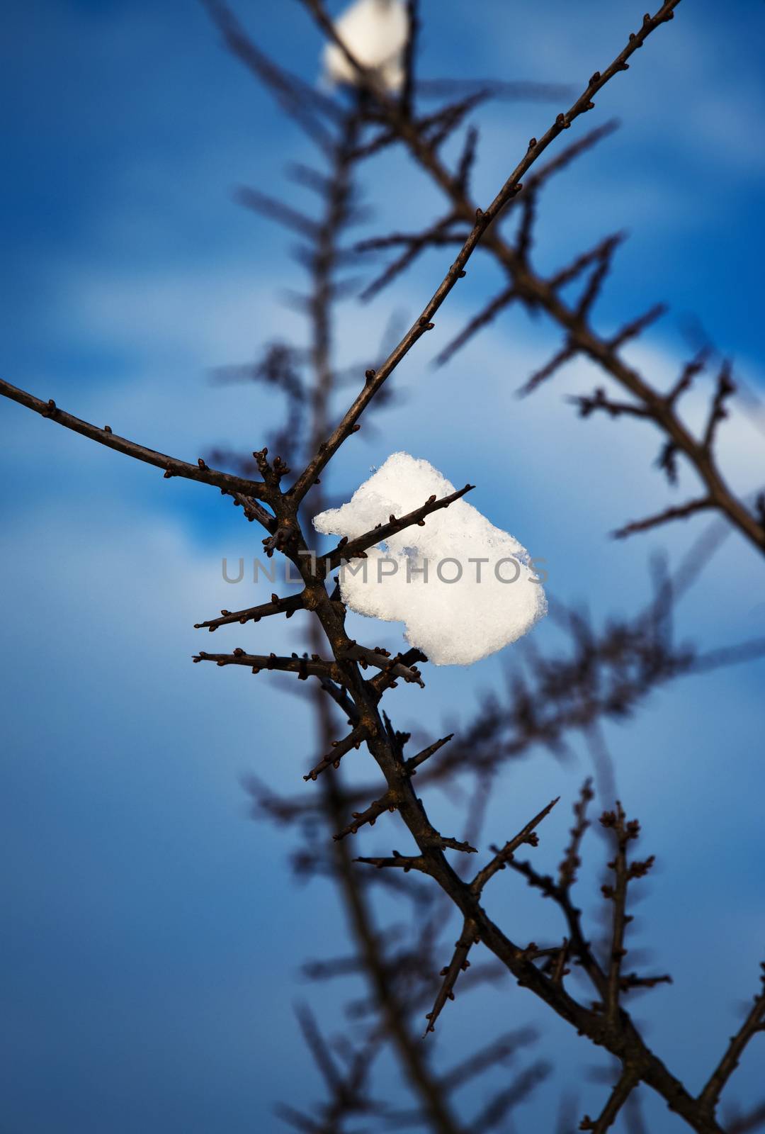 seasonal nature blackthorn twig with snow on a blue background
