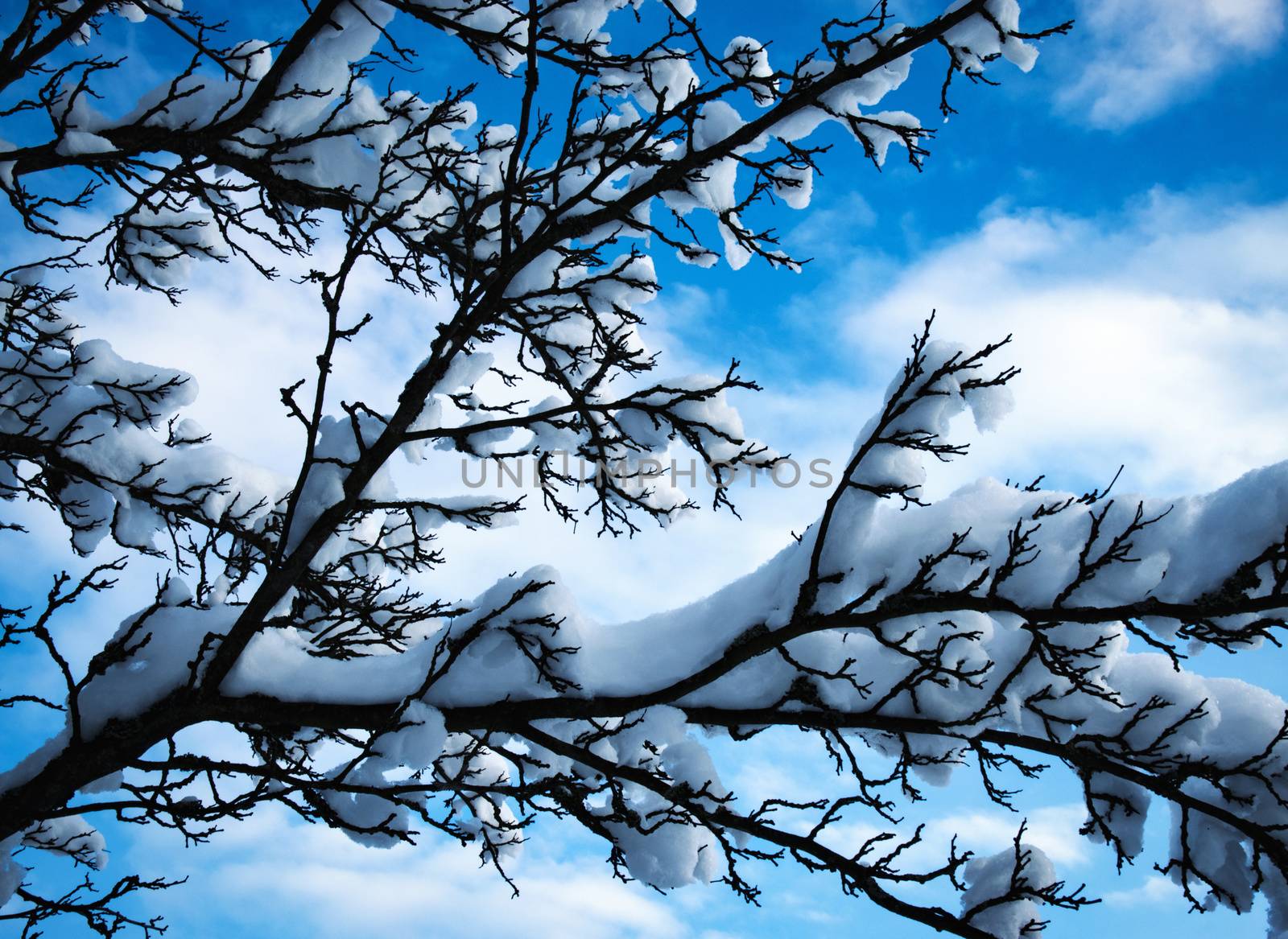 nature seasonal background snowy branches bush