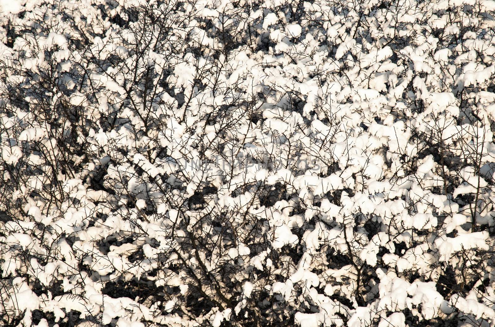 abstract seasonal background detail of snowy bush