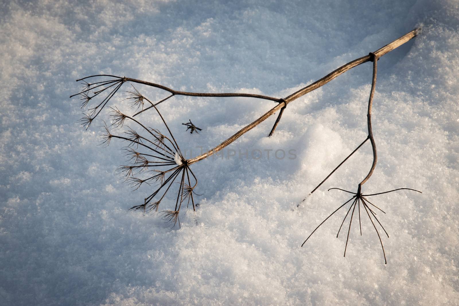 A fallen dry plant on the snow by Ahojdoma