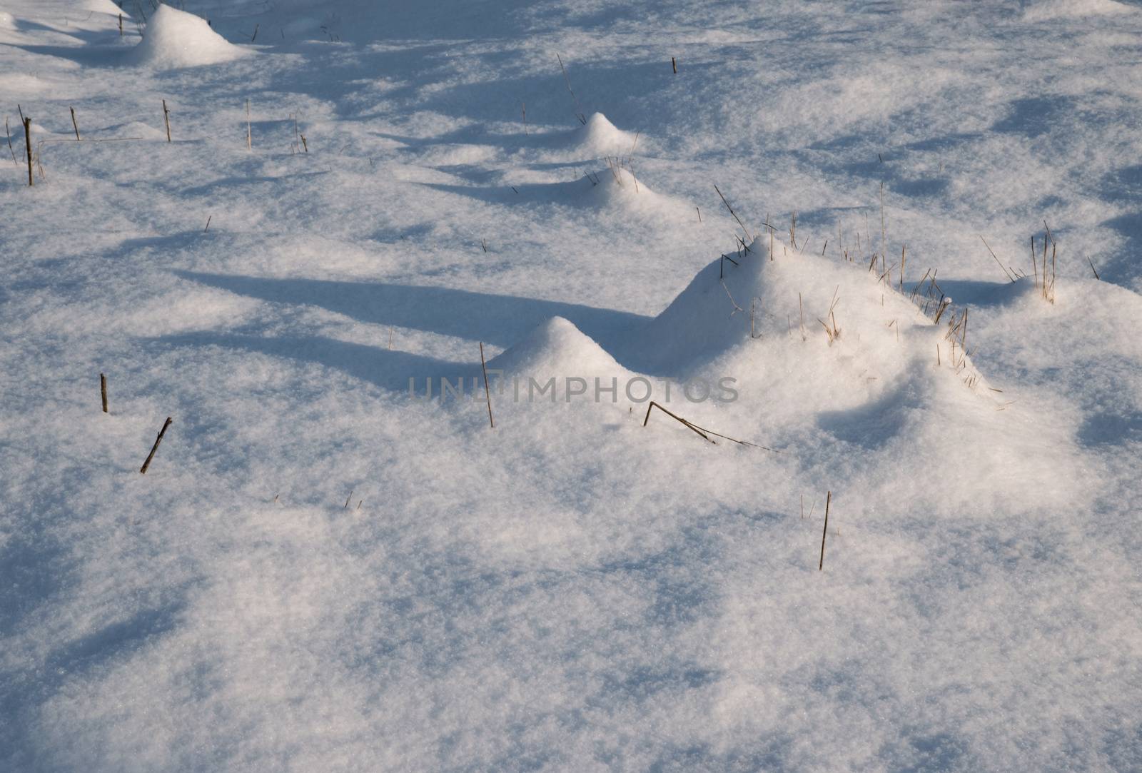 seasonal nature background elongated shadows on a snowy meadow