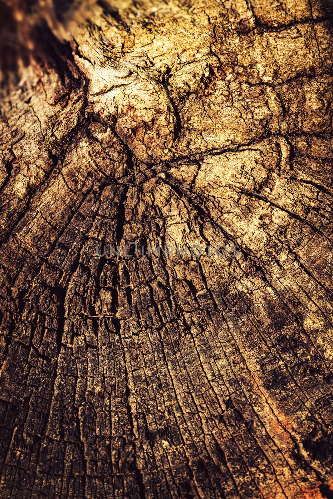 retro effect on a wood stump by Ahojdoma