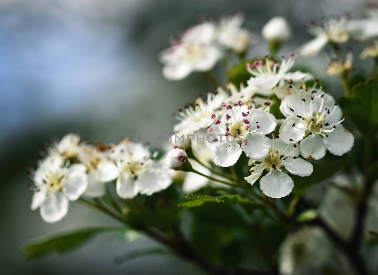white hawthorn flowers by Ahojdoma