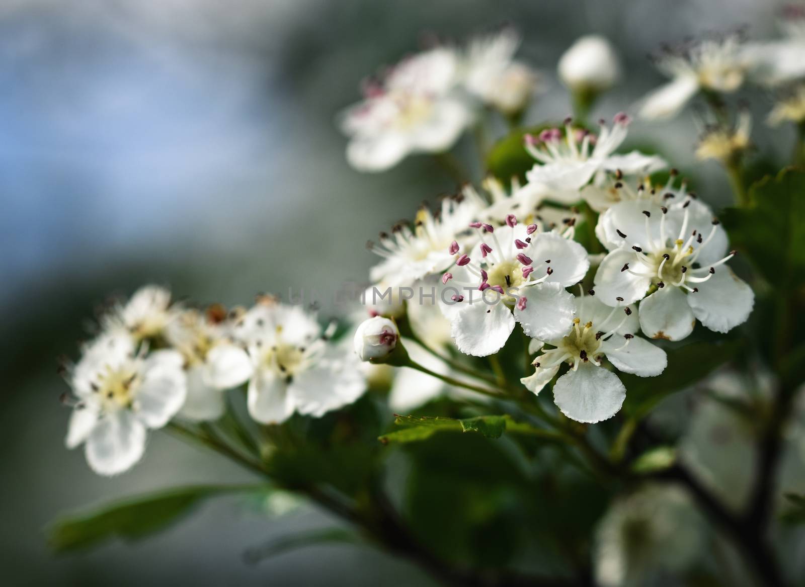 nature seasonal background white hawthorn flowers