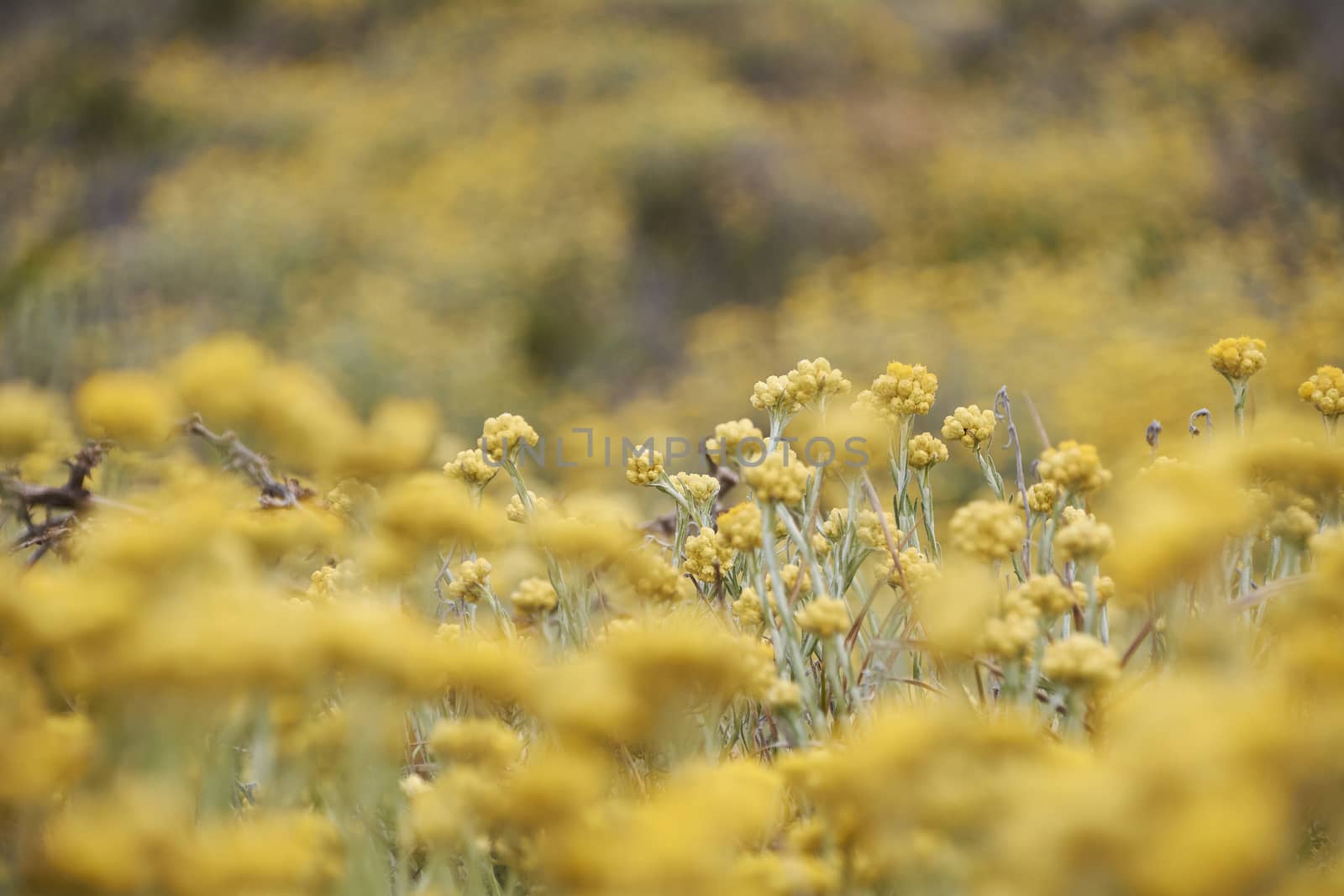 Set of yellow flowers, meadow full of color, selective blur