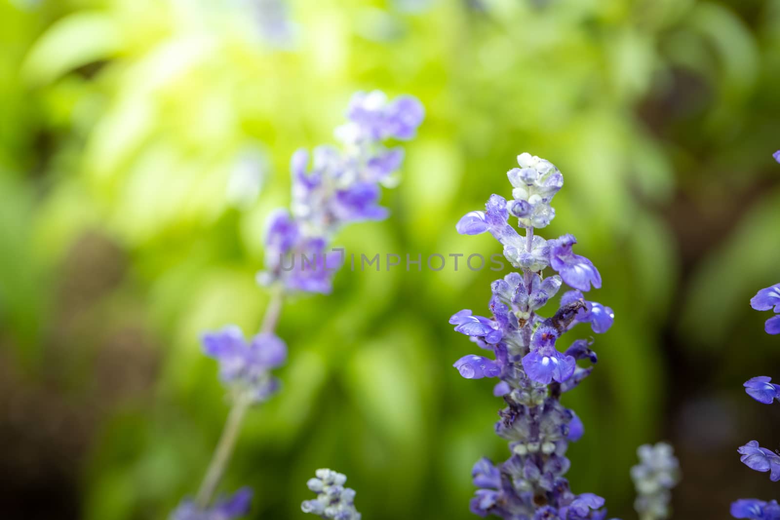 The background image of the colorful flowers, background nature