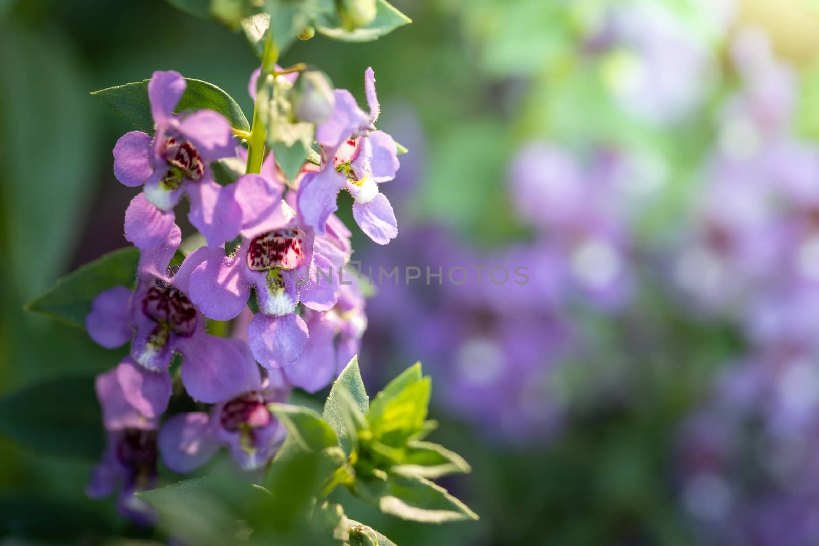 The background image of the colorful flowers, background nature