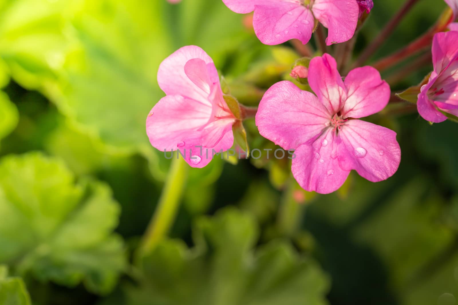 The background image of the colorful flowers, background nature