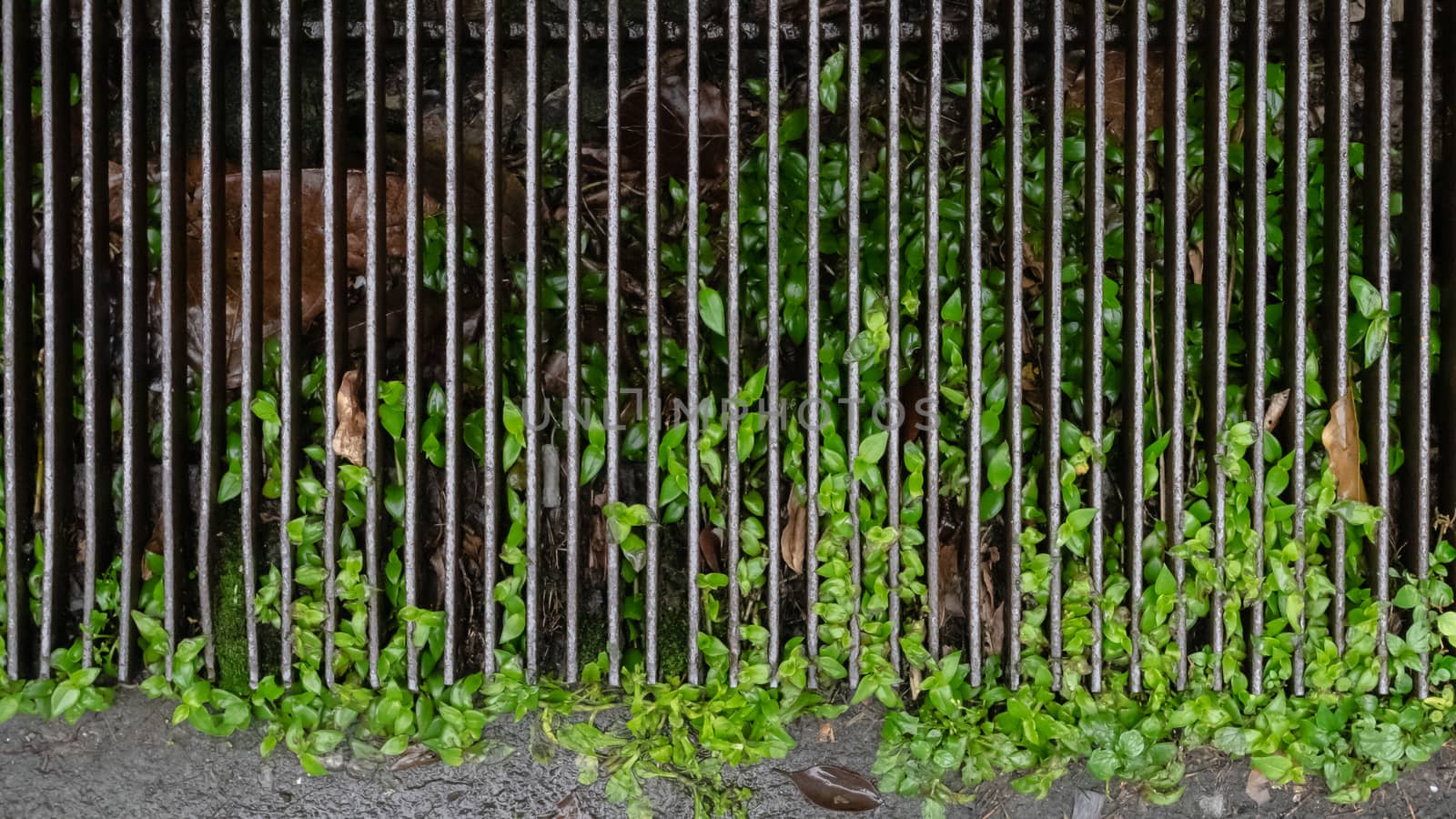 The close up of steel metal manhole cover with plant on wet background.