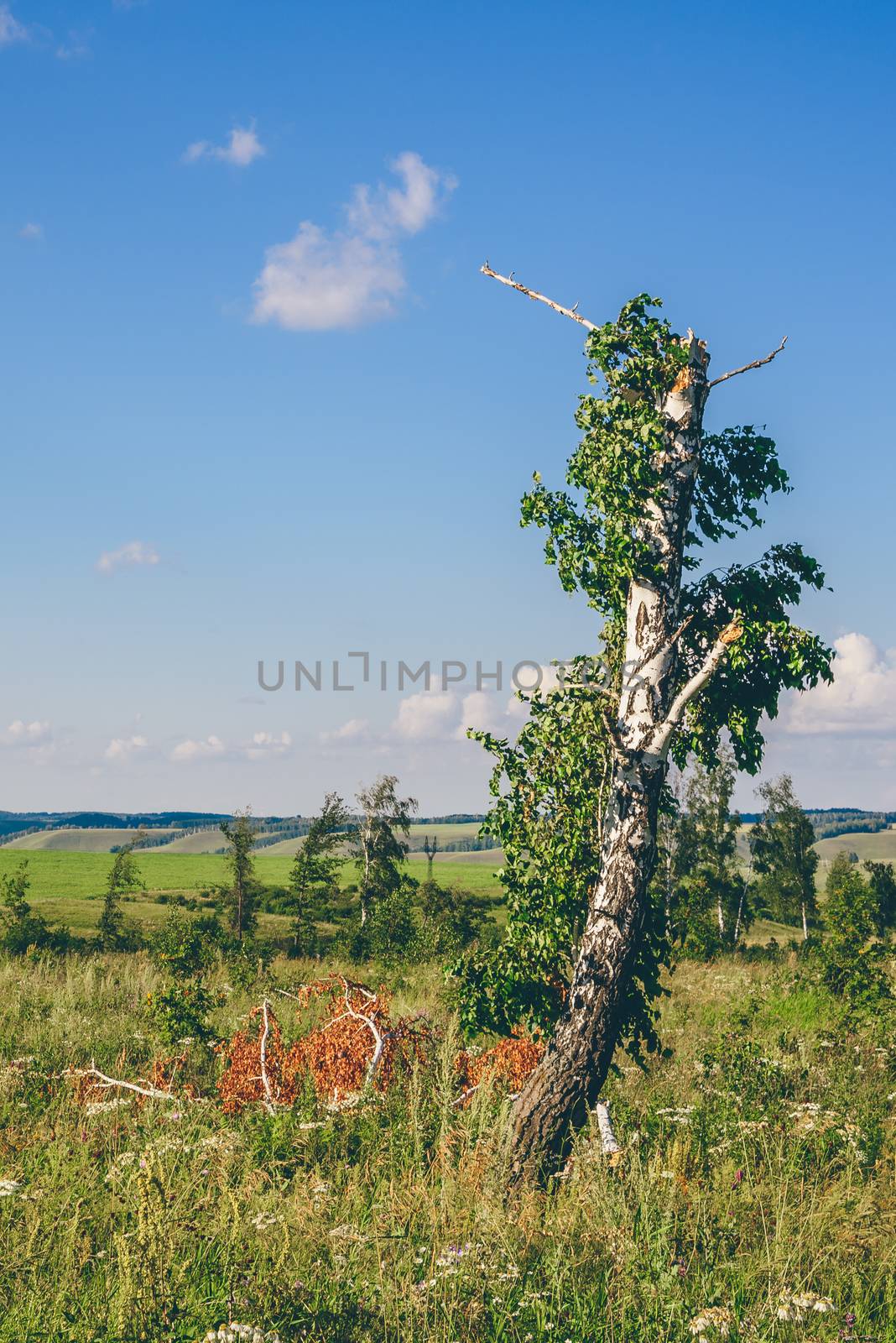 Lonely Birch Tree with Broken Trunk and Branches on Meadow with Flowers.