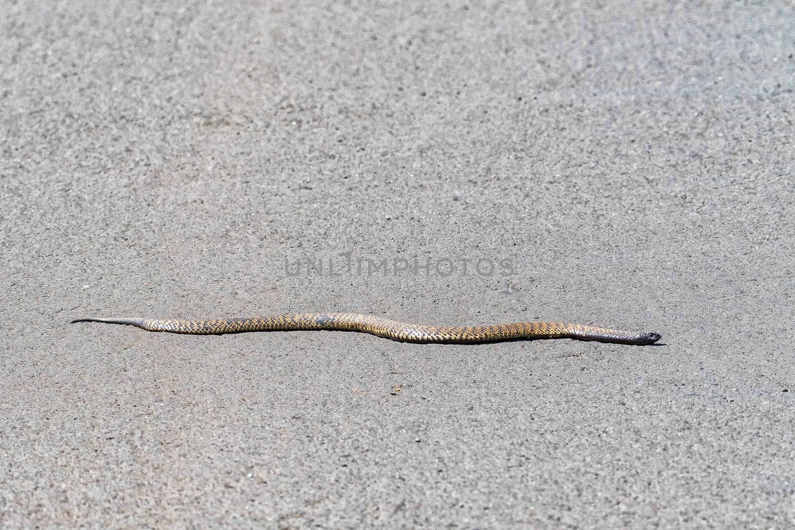 A Rinkhals, Hemachatus heamachatus, a venomous spitting cobra, slithering across a road in Golden Gate