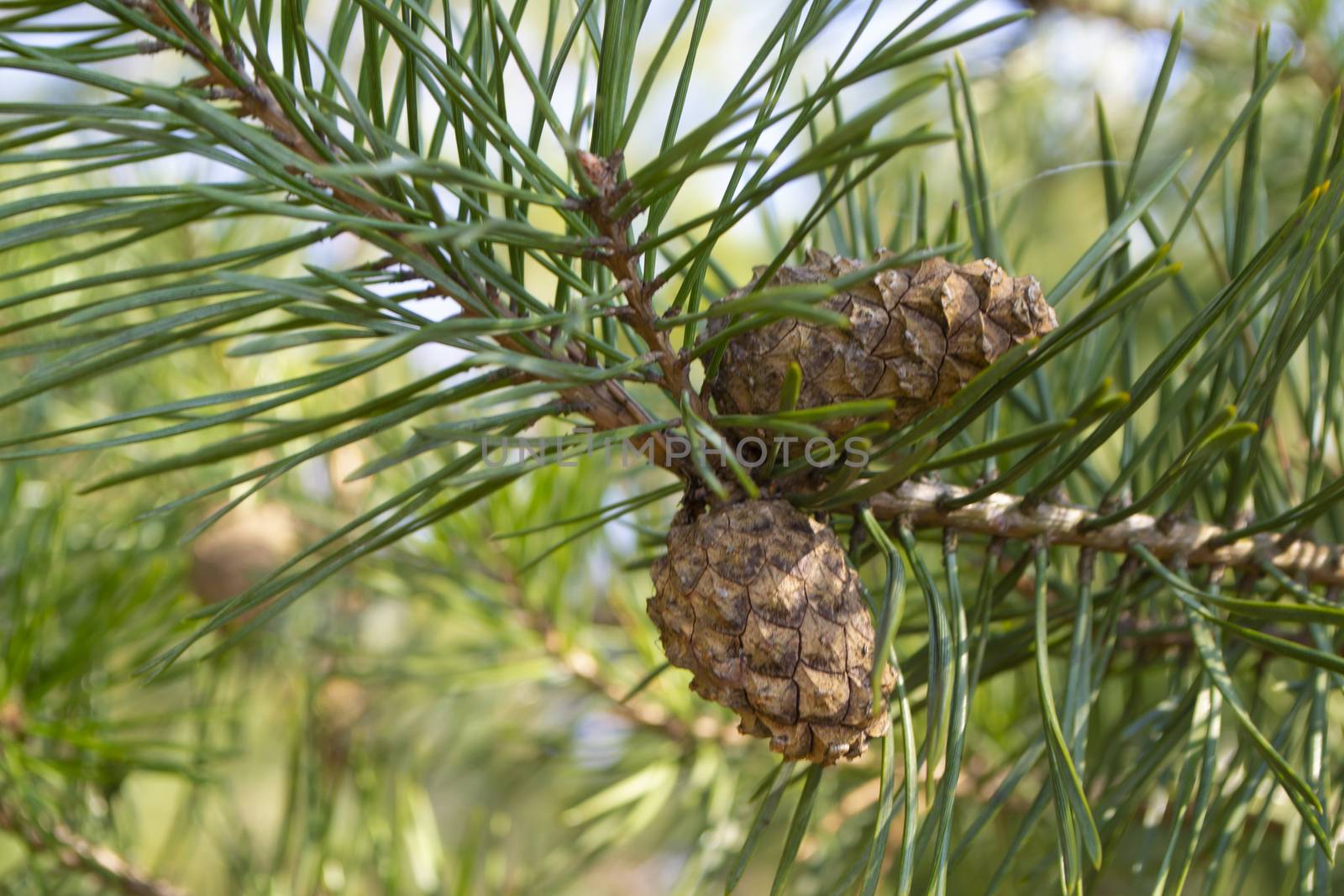 Pine cone on a branch. Young green closed pine cone on a pine tree in the wild nature in the forest. Organic medicine