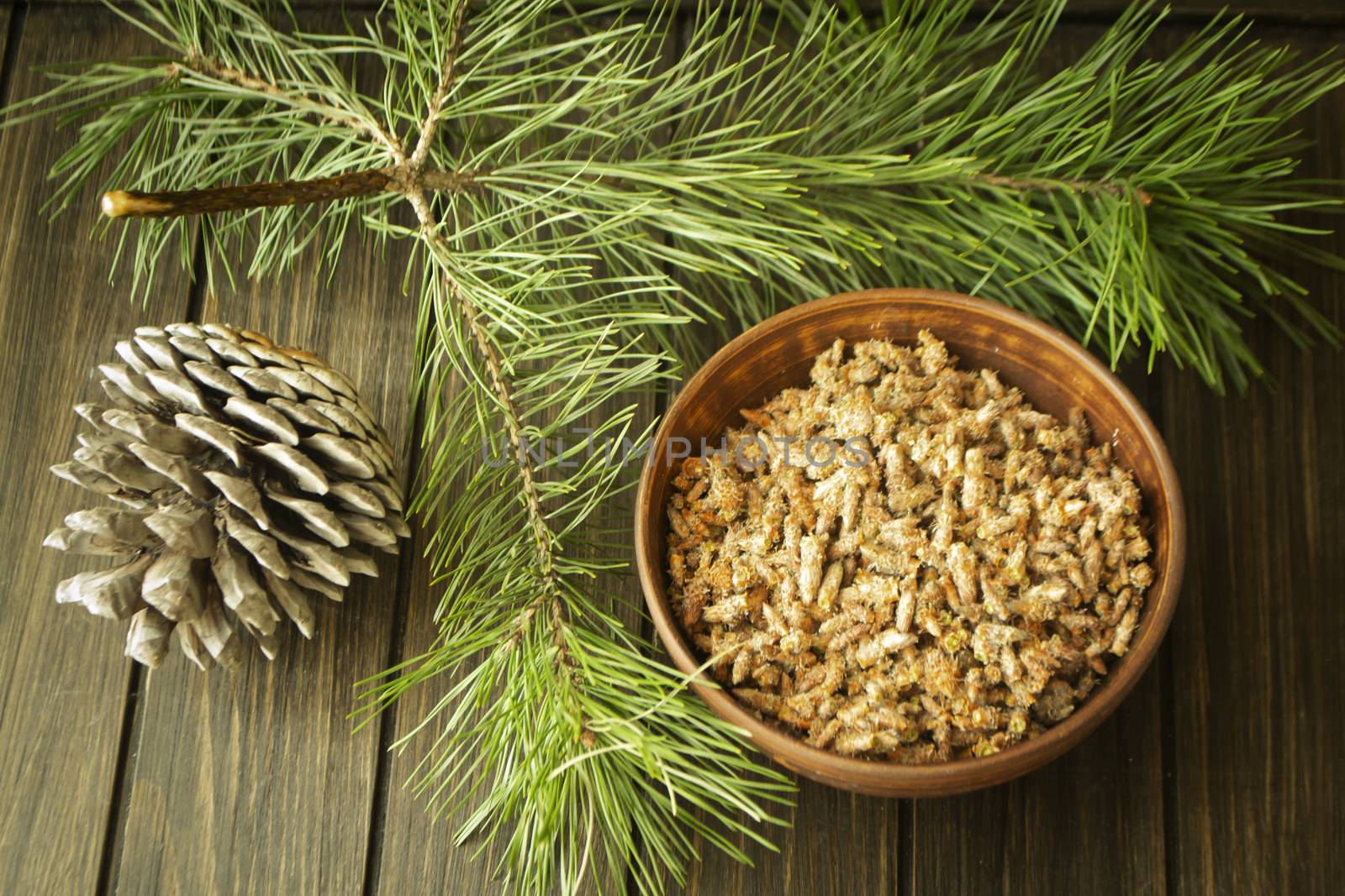 organic pine buds on wooden background. Natural herbal medicine