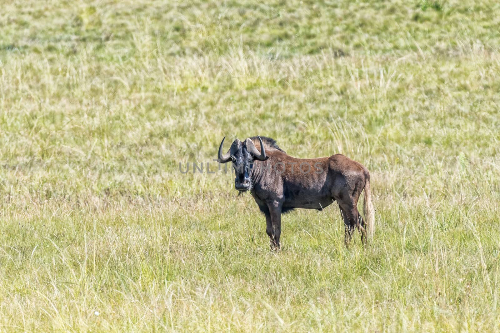 A black wildebeest, Connochaetes gnou, looking towards the camera in Golden Gate