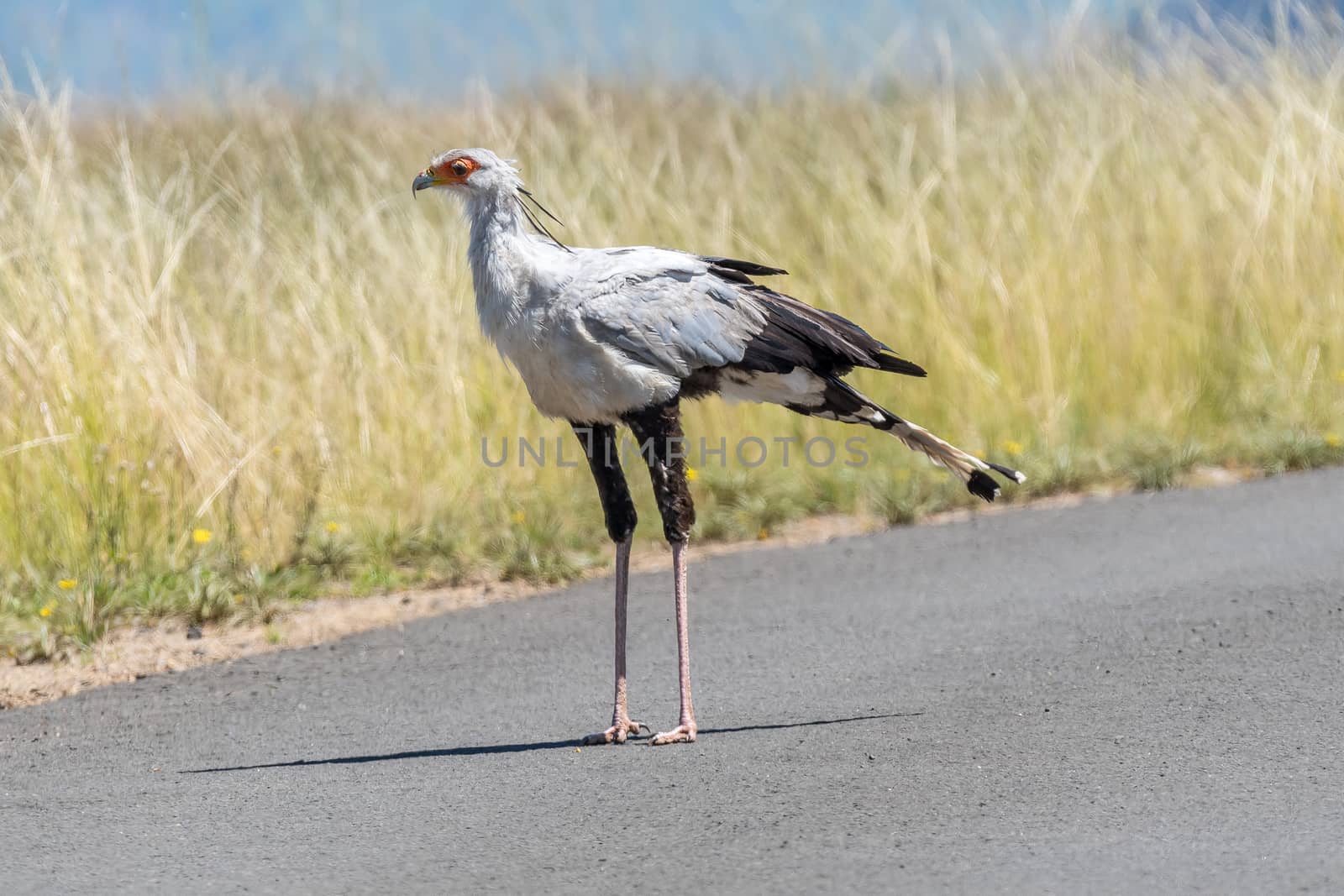 A secretary bird,  Sagittarius serpentarius, at Golden Gate in the Free State Province