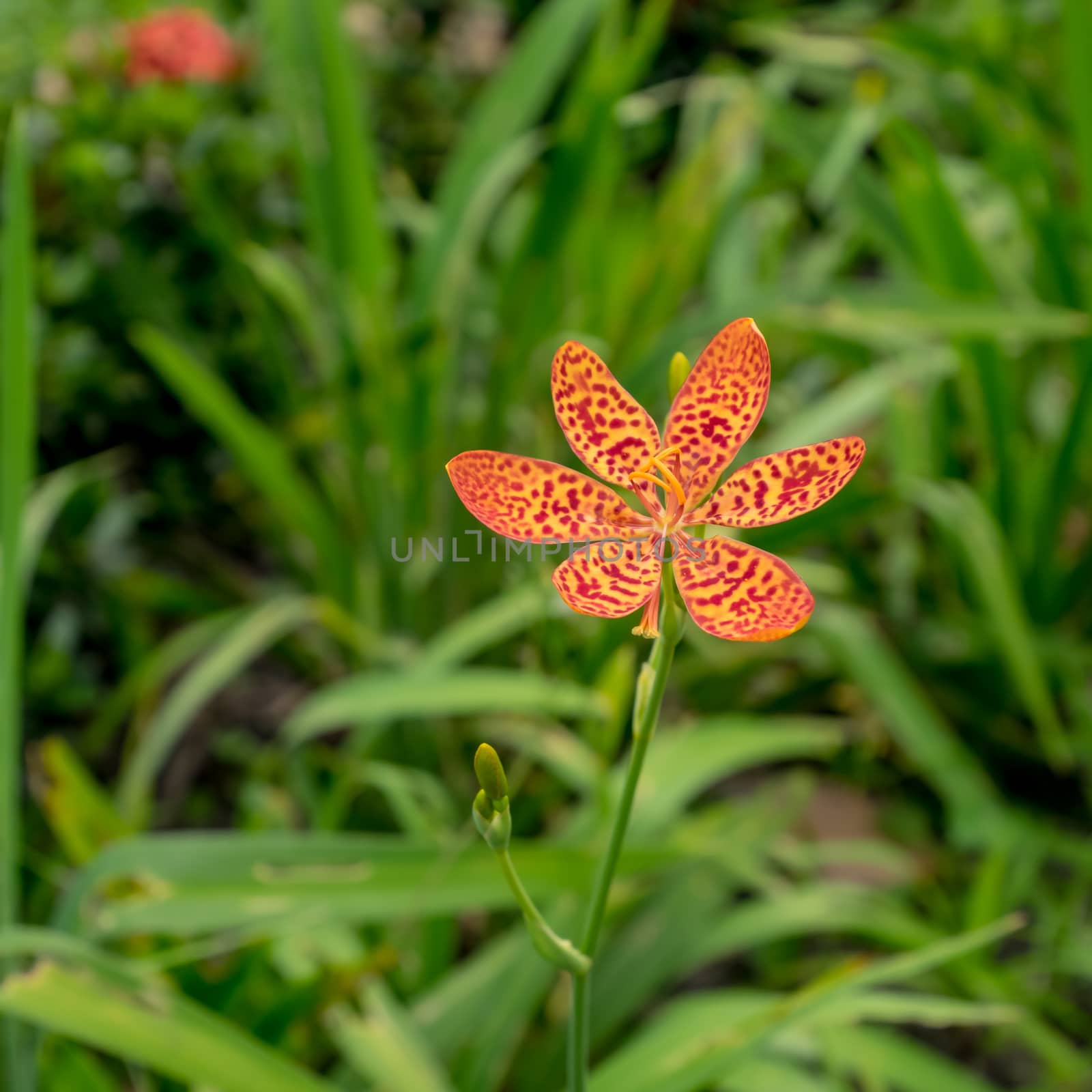 The close up of beautiful blackberry lily flower in garden.