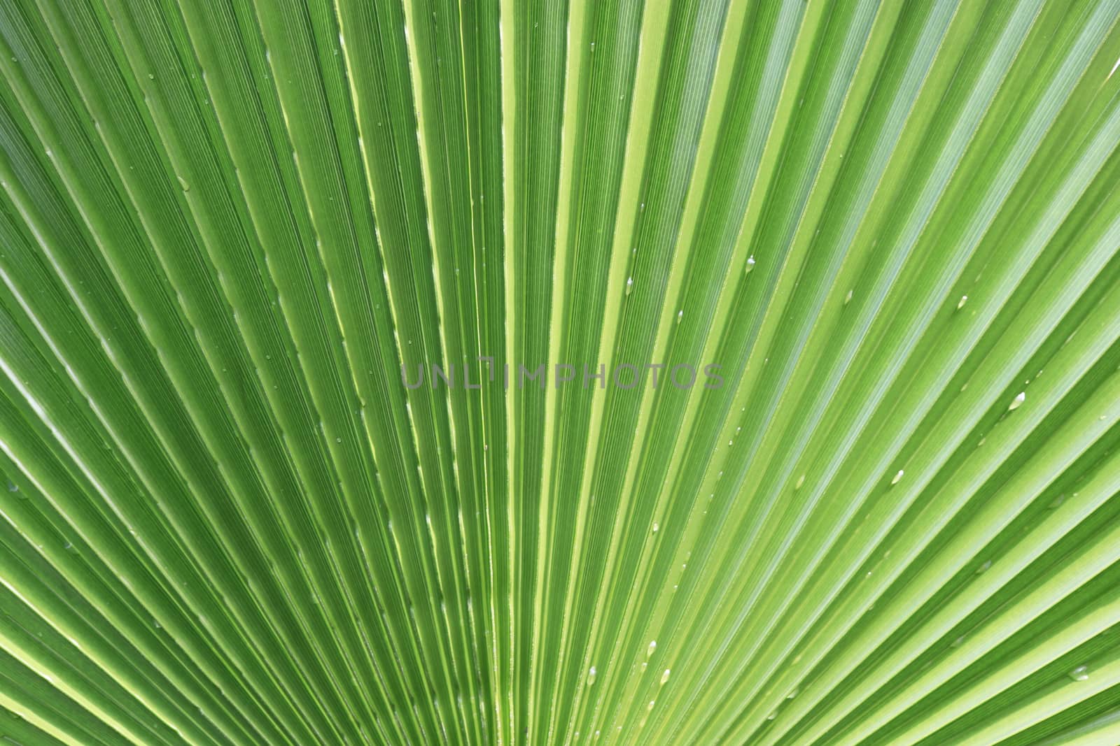 Palm leaf texture. Exotic tree branch background. by sanches812