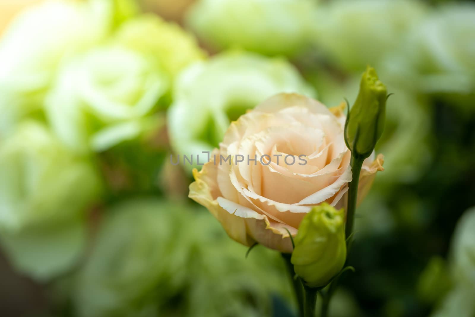 The background image of the colorful flowers, background nature
