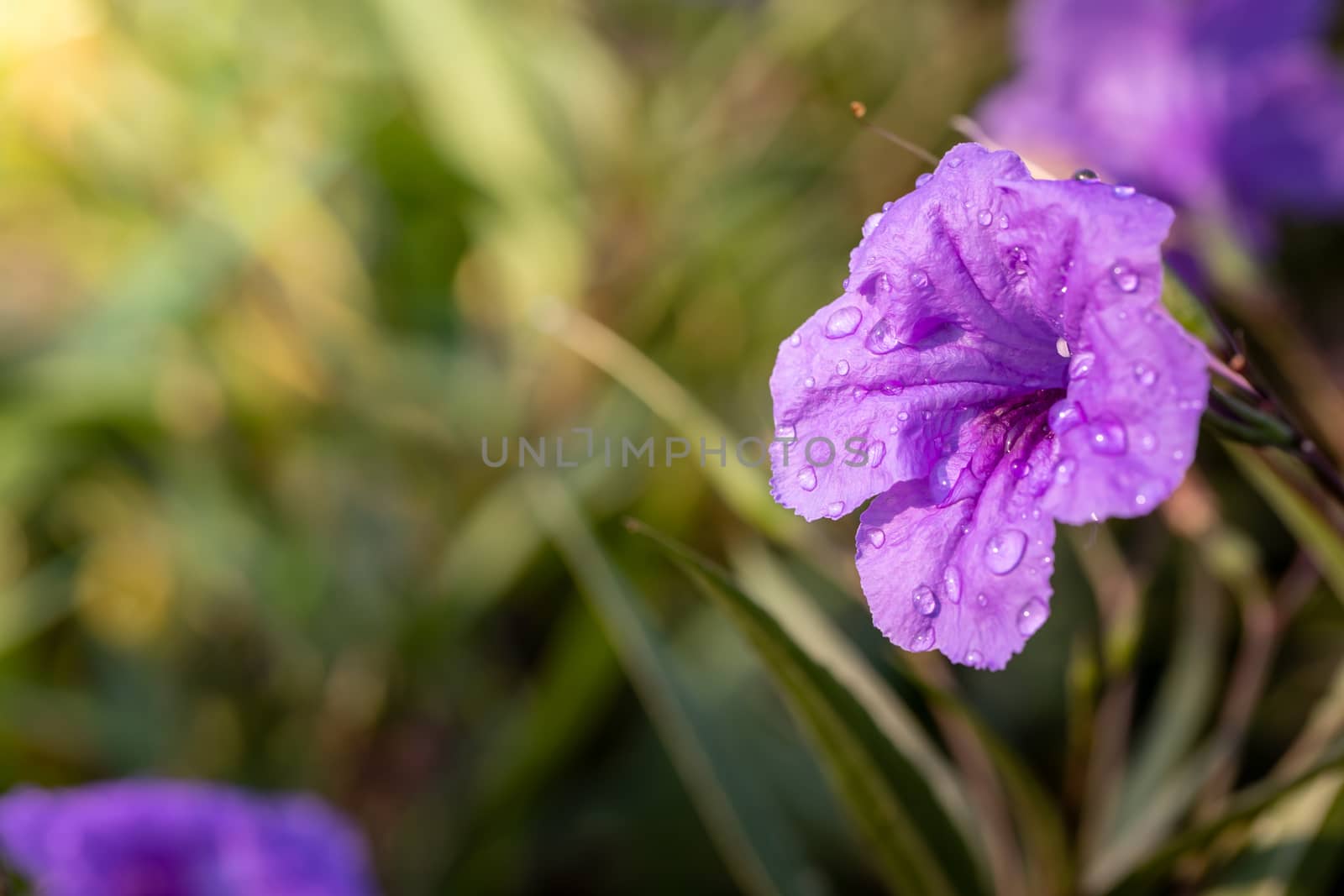 The background image of the colorful flowers, background nature