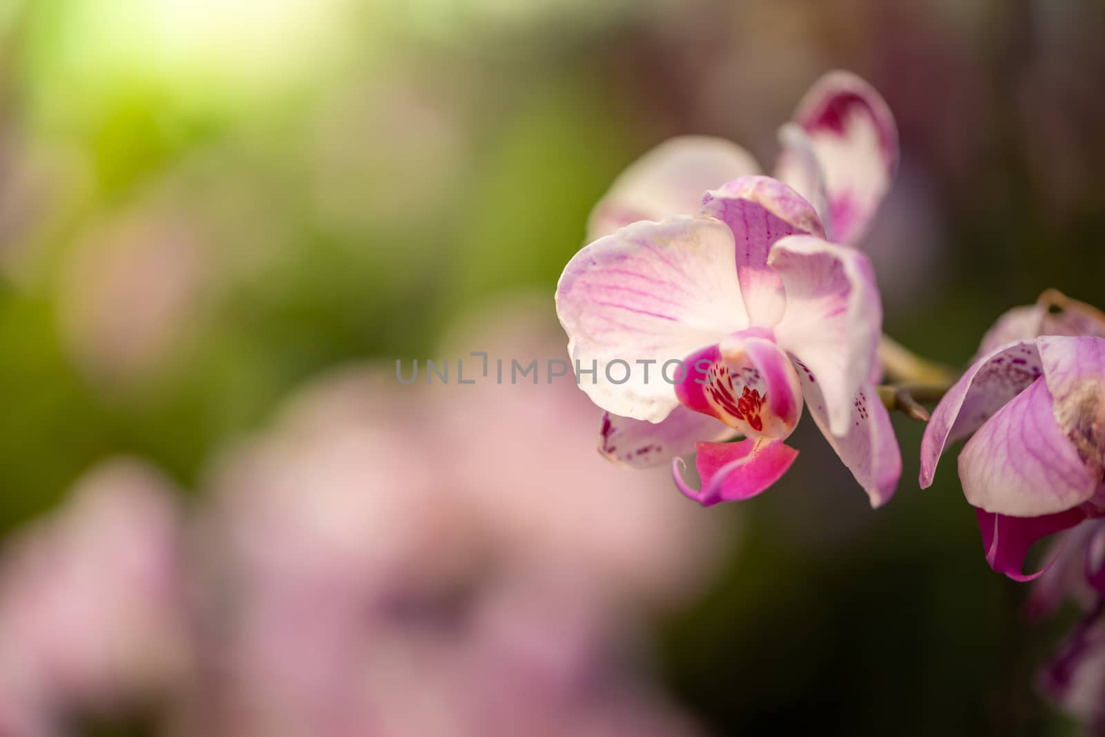 Beautiful blooming orchids in forest, On the bright sunshine
