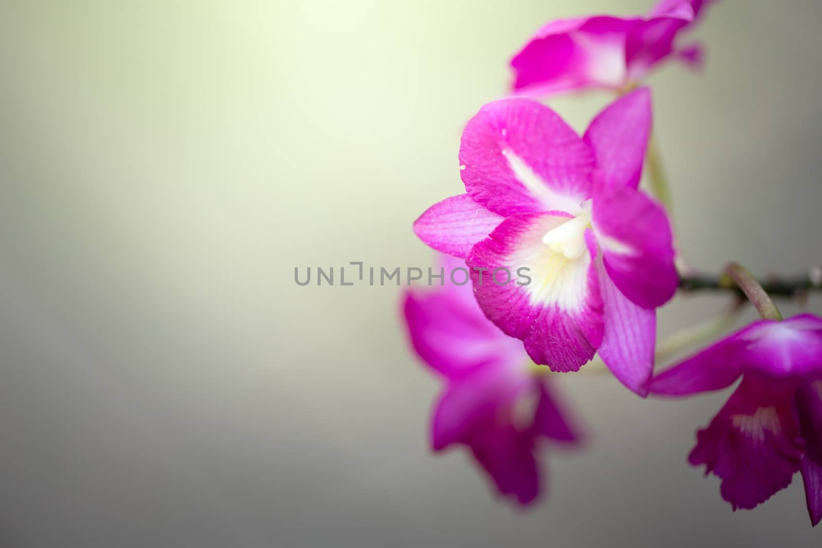 Beautiful blooming orchids in forest, On the bright sunshine