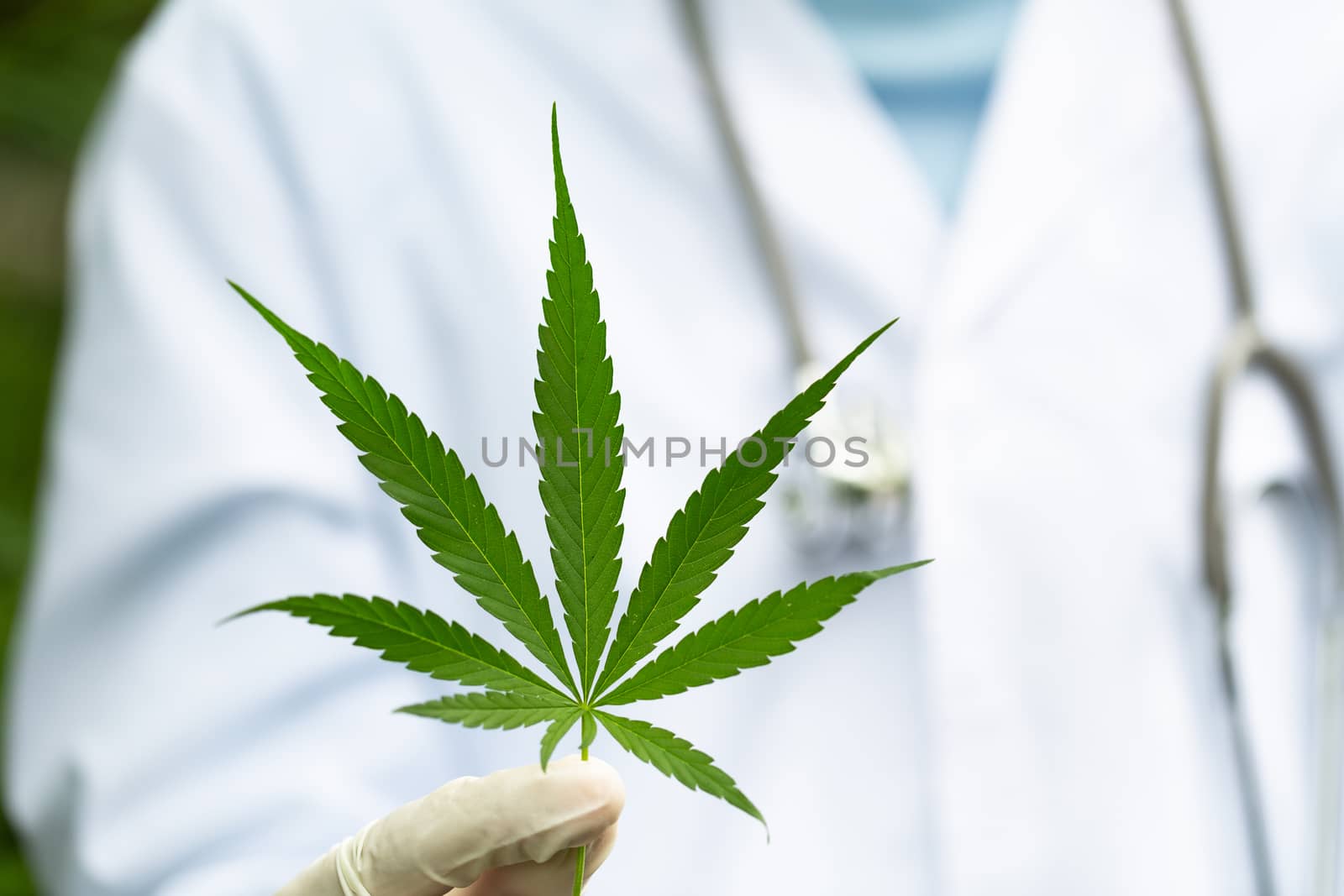 Marijuana leaves in the hands of a medical team Medical backgrou by Kanjana