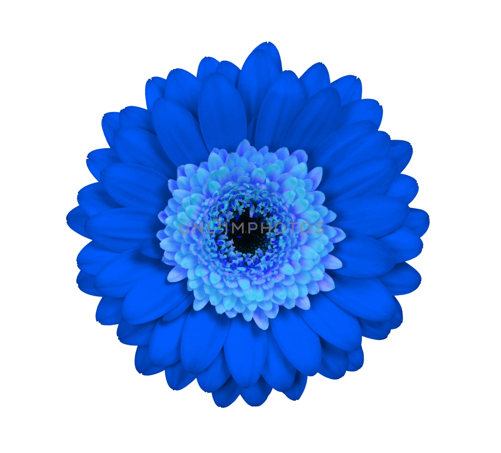 Gerbera flower isolated on a white background, blue