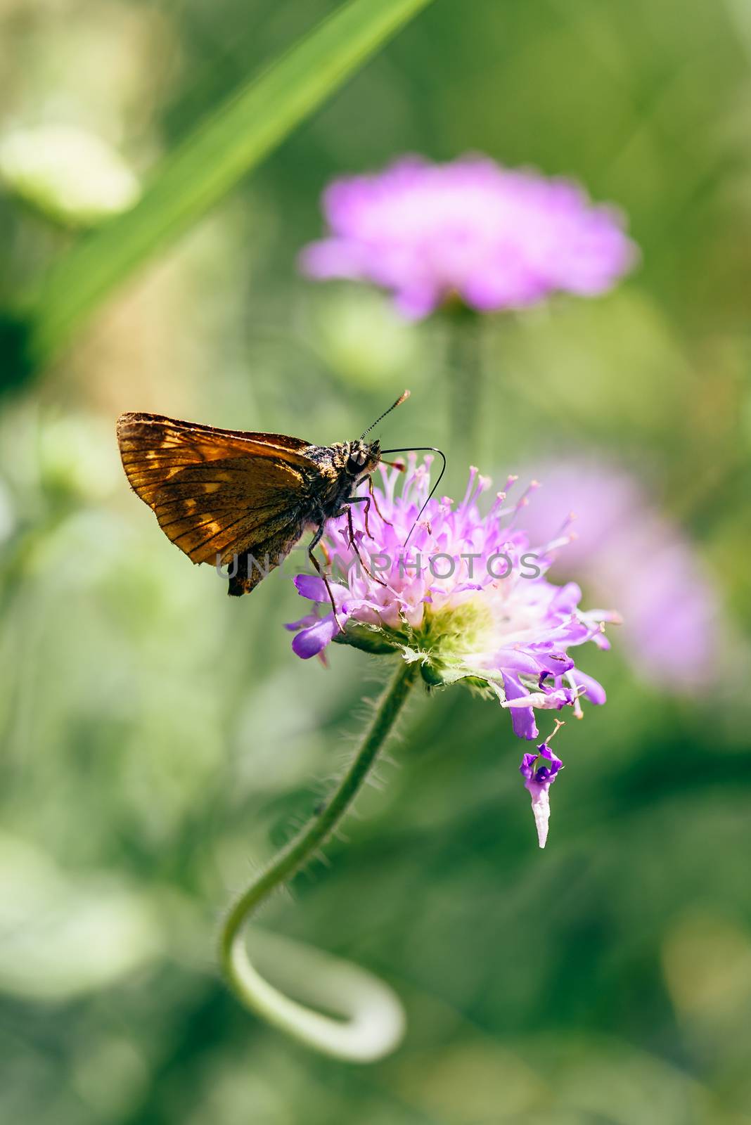 Orange butterfly sitting on the pink flower