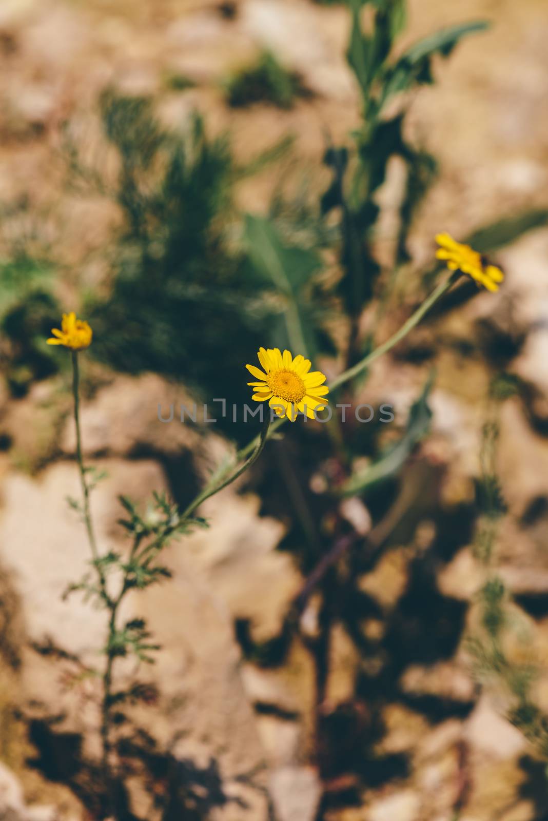 Wild yellow daisy flowers on the cliff