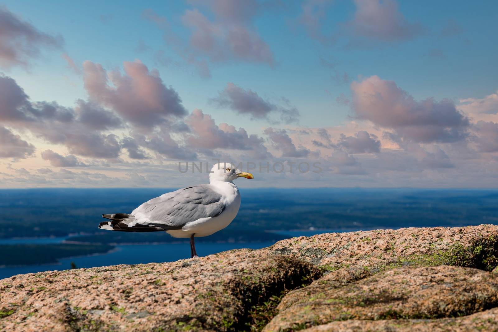 Seagull on Boulders over Maine Harbor by dbvirago