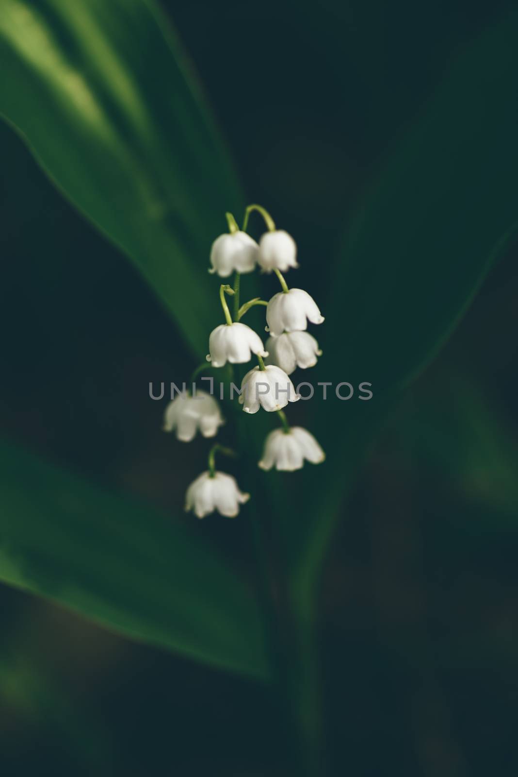 Flower of lily of the valley in forest on a blurred background. Selective focus