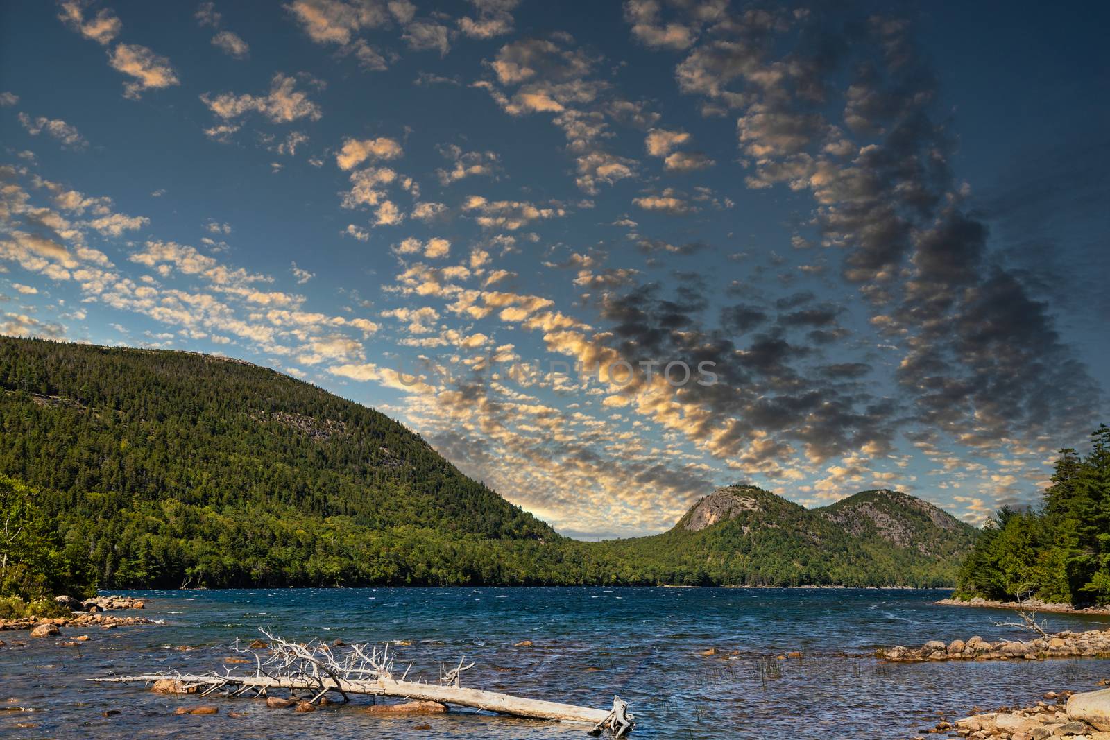 Evergreen trees on the coast of a lake in Maine