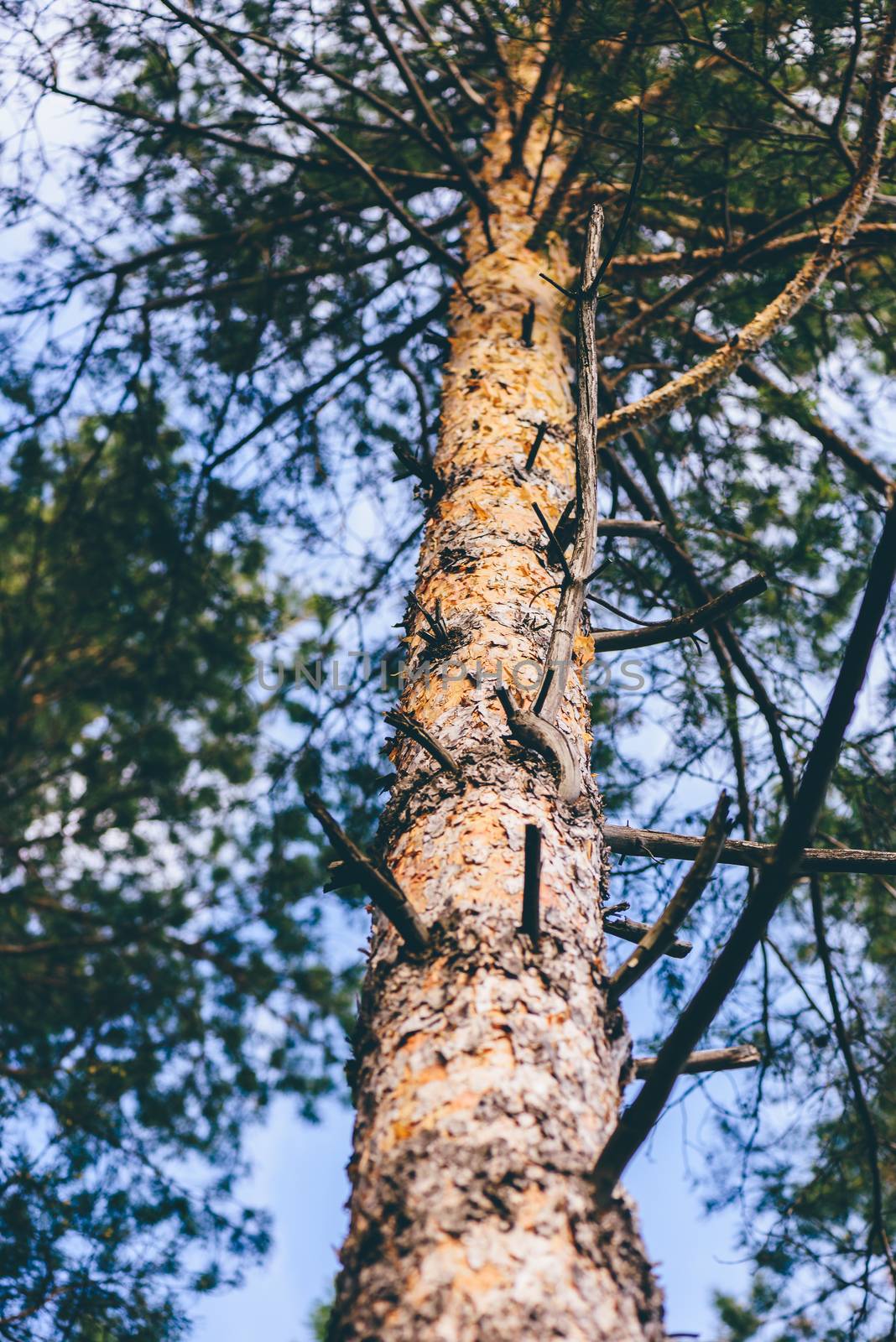 Looking up at pine tree in the forest