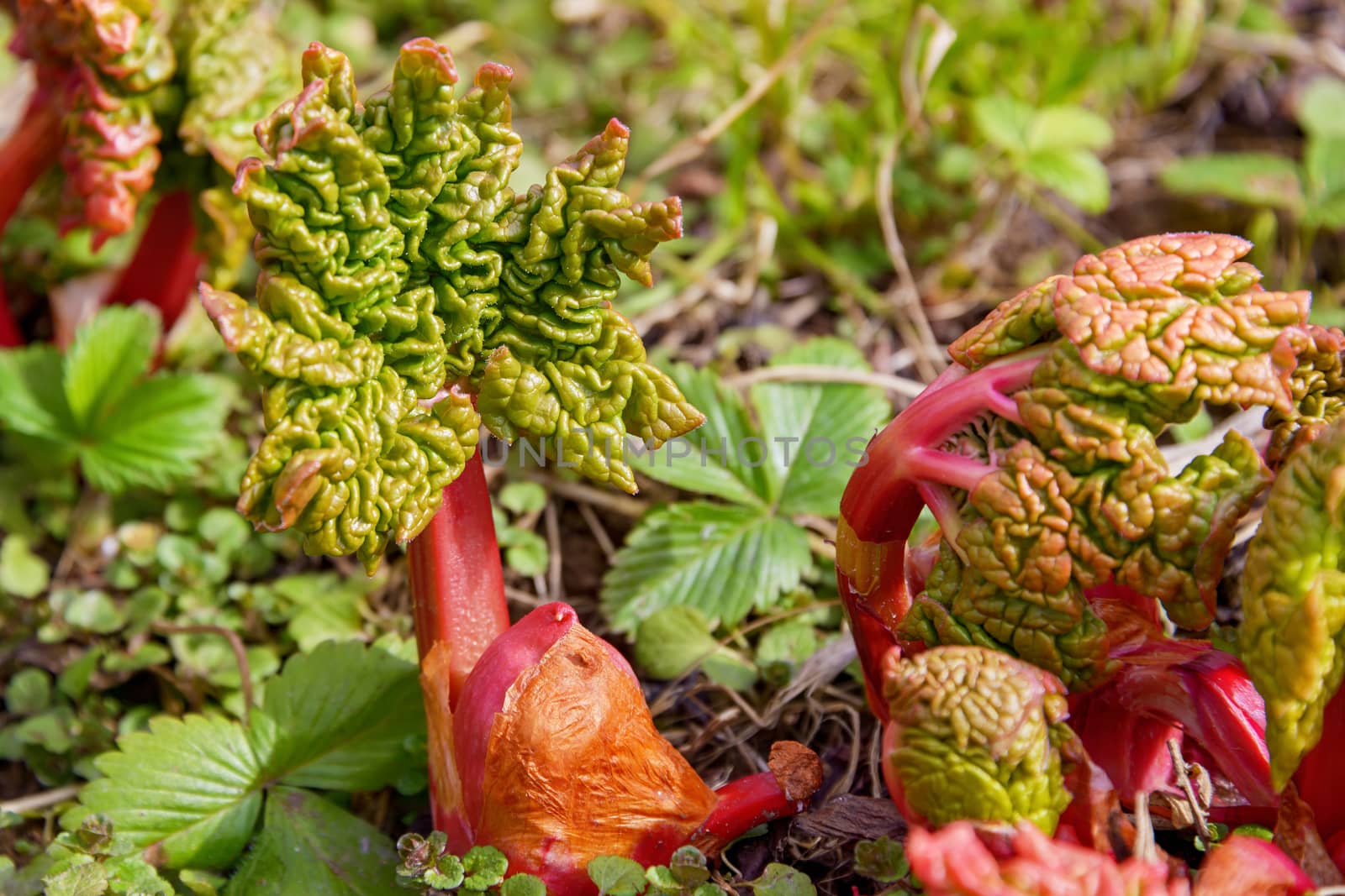 The growing shoot of young rhubarb is wrinkled and bright in spring.