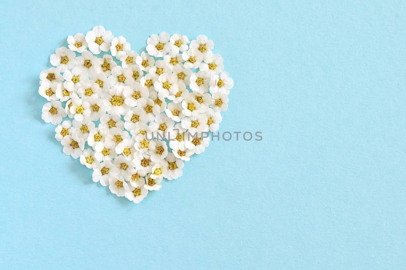 Concept of A White Spiraea Flowering in heart shape