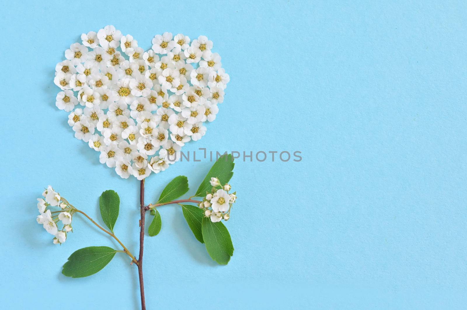 A White Spiraea Flowering in heart shape by mady70