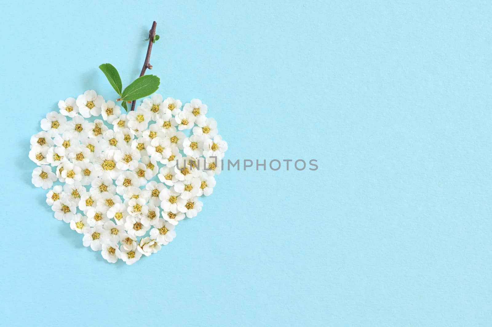 Concept of A White Spiraea Flowering in heart shape