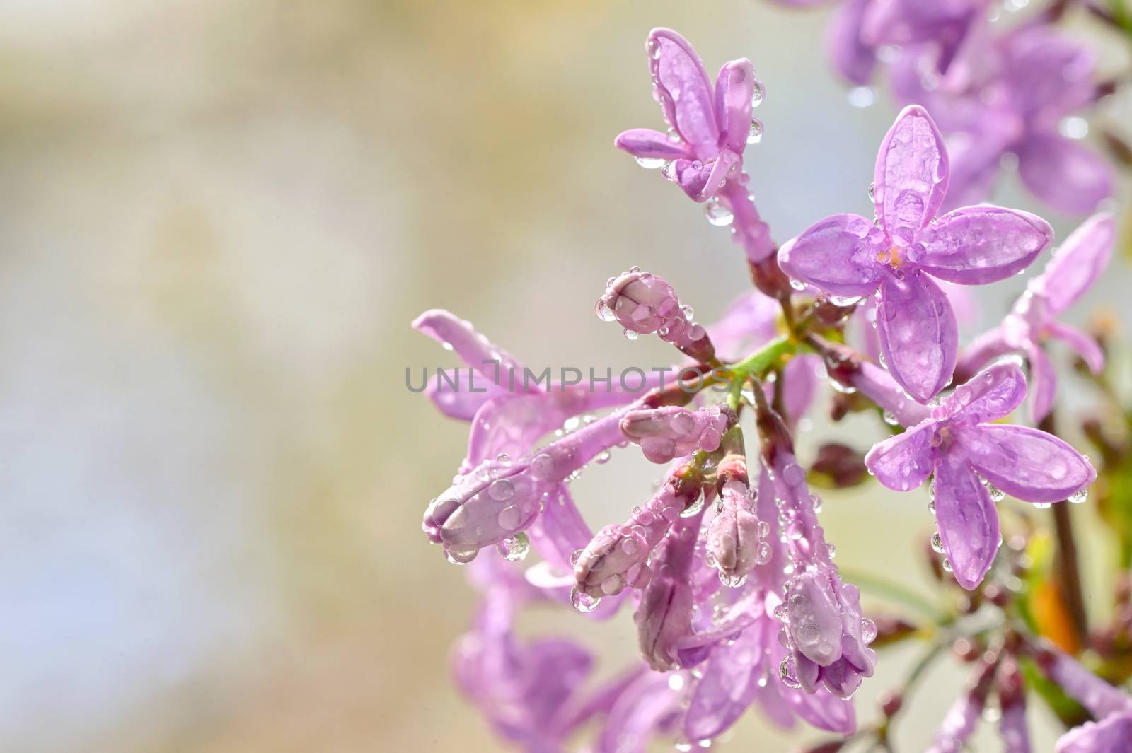 Macro of spring lilac flowers and water drops