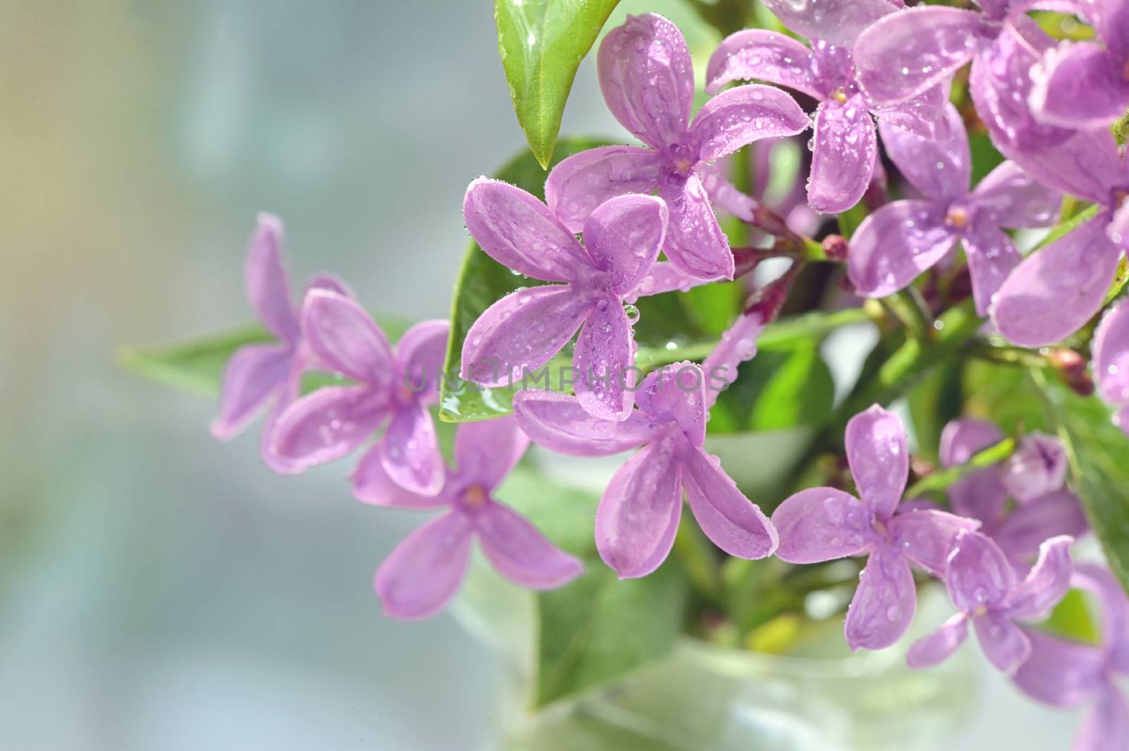Macro of spring lilac flowers and water drops