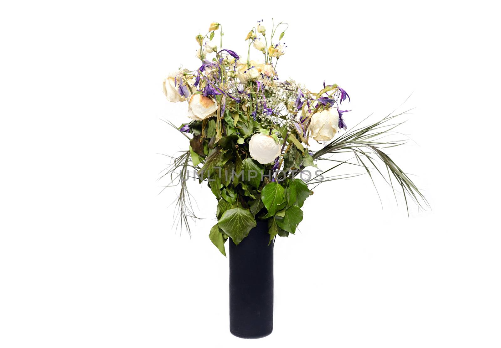Dead flowers in black vase over white background