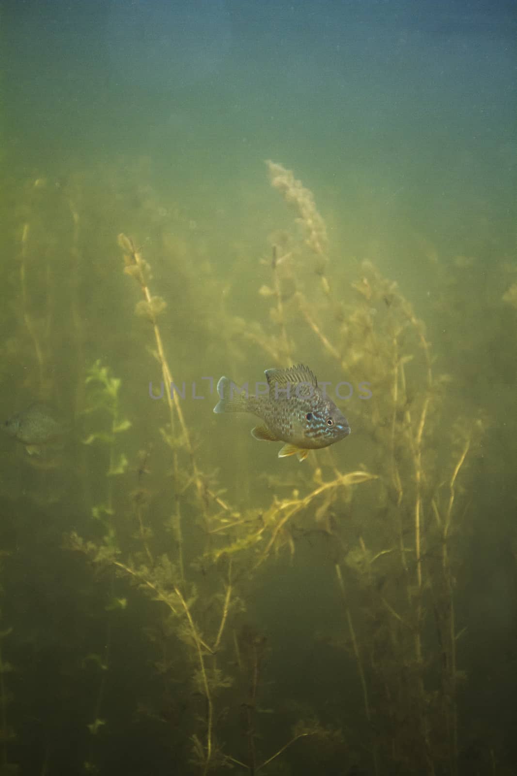 Sunfish swimming in a field of algea