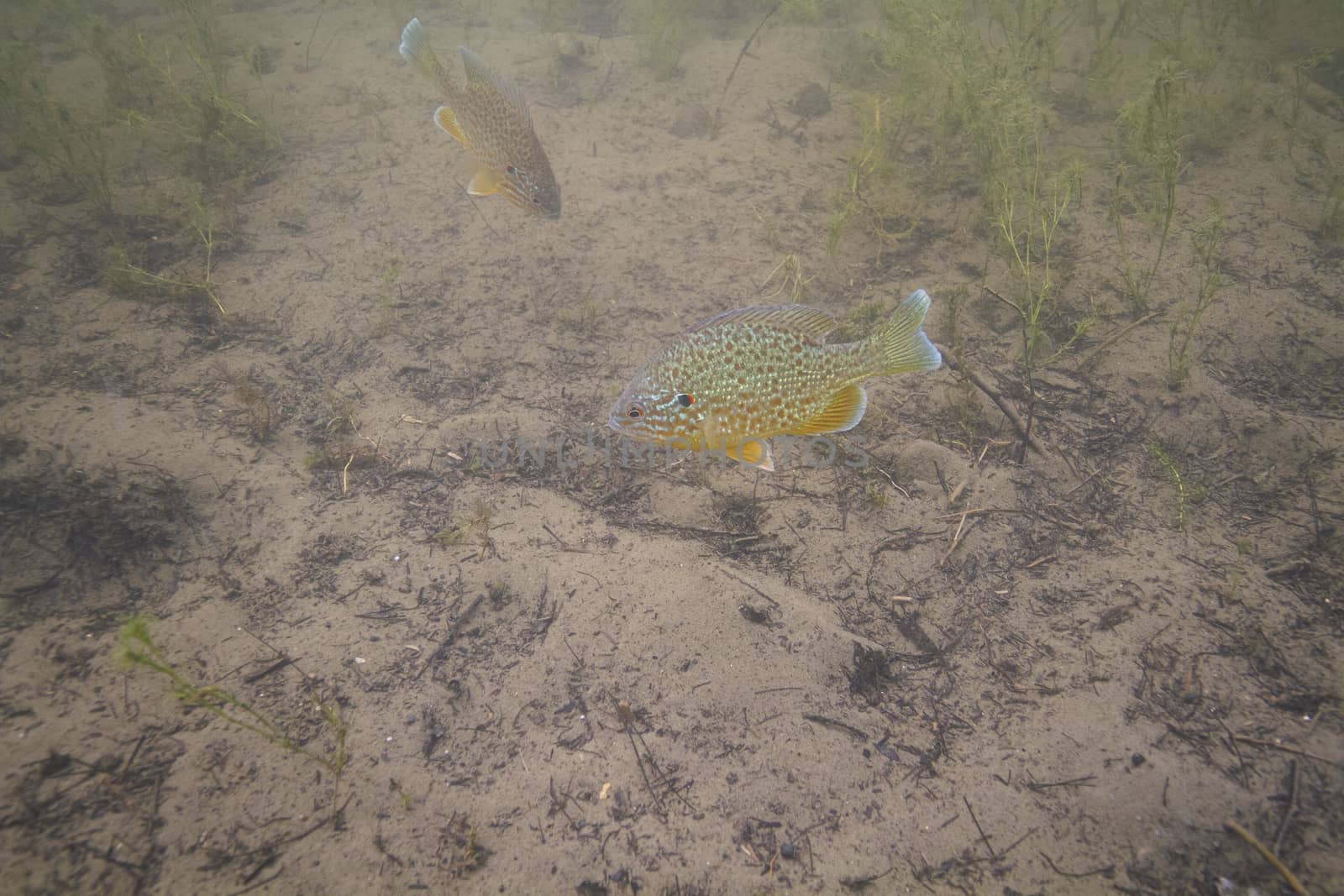 single sunfish swimming over sandy lake floor
