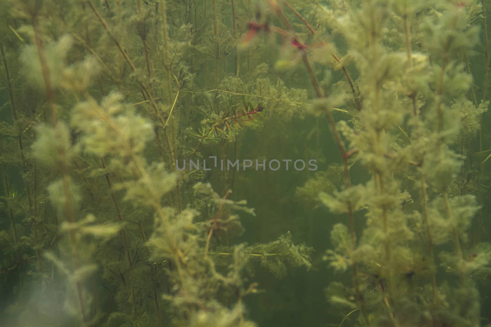 Forest of fresh water algea in green tinted water