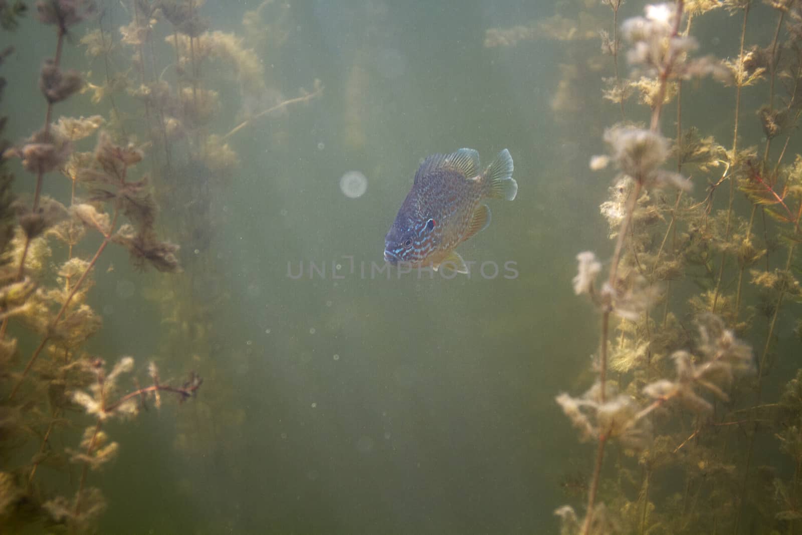 single sunfish swimming between algea and sun beam