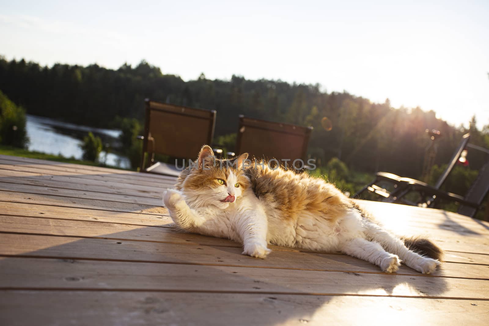 long hair calico cat, sunbathing of a wood patio deck