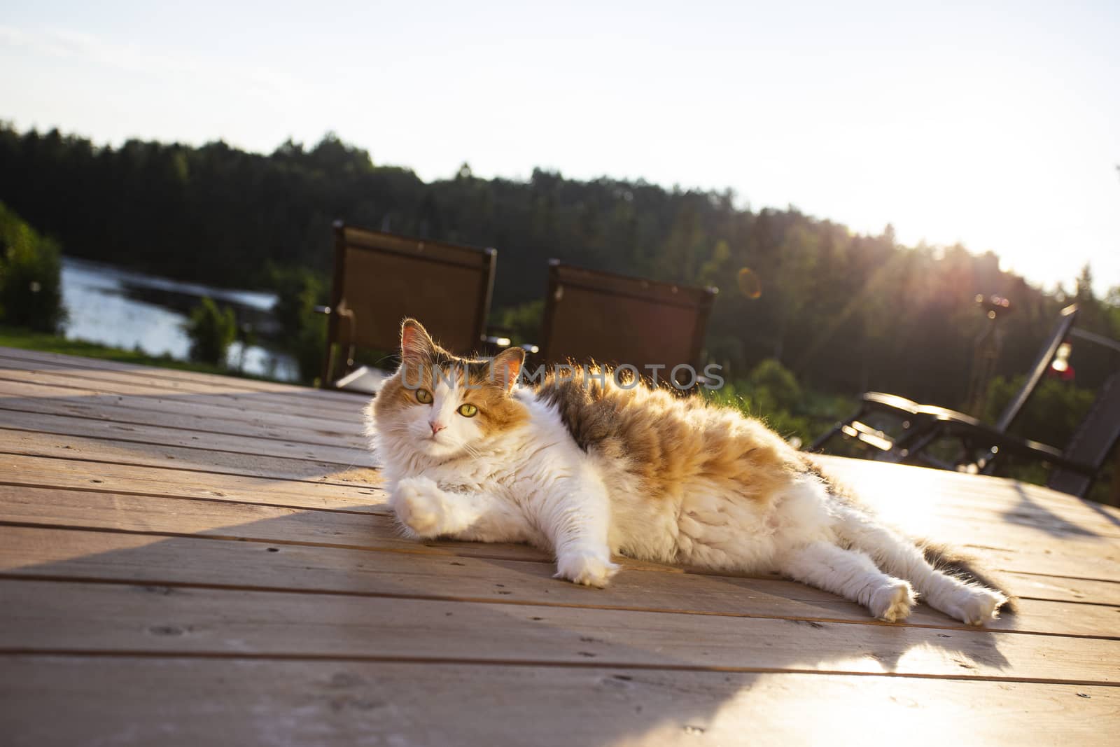 calico cat, sunbathing on a wood patio deck at sunrise
